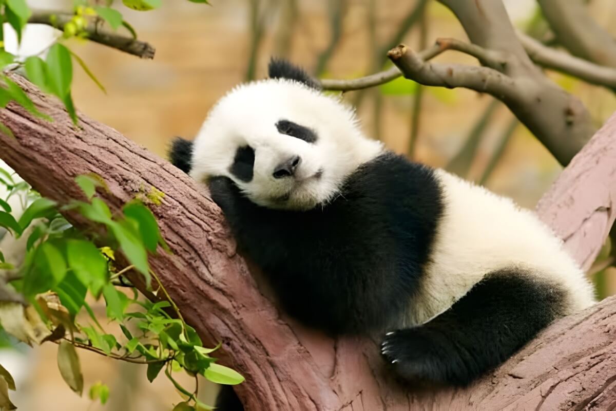 As características incomuns dos pandas despertam curiosidades (Imagem:  Jazs_photograph | Shutterstock) 