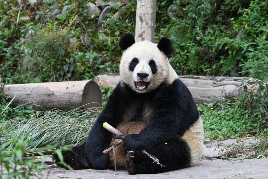 Os pandas preferem viver sozinhos e só se encontram no período reprodutivo (Imagem: Bbu Kurkovva | Shutterstock) 