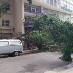 Muitos têm se perguntado por que tantas árvores caem na cidade durante temporais. A resposta está nas condições em que elas estão plantadas.