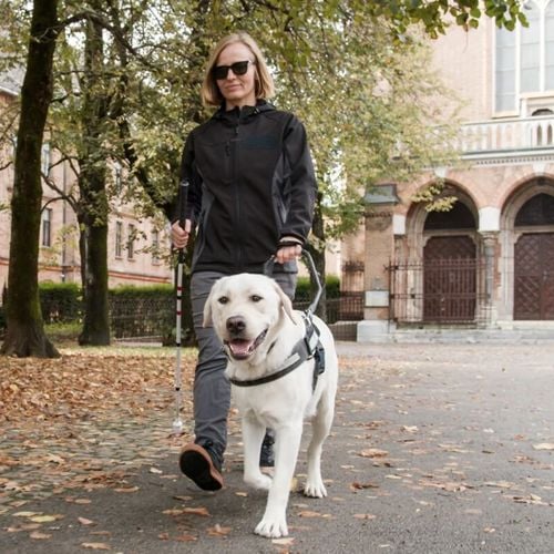 Imagem - 4 dicas essenciais para a autonomia e a saúde do cão-guia