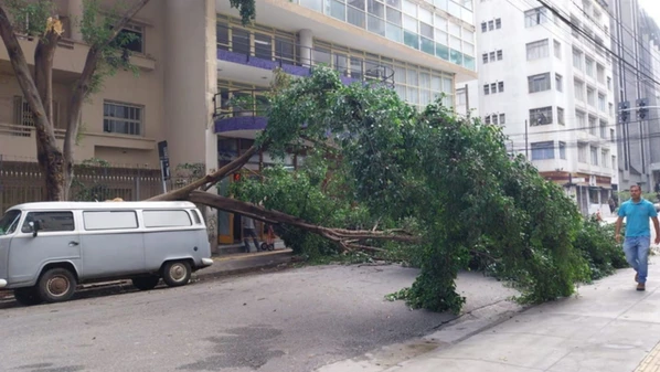 Muitos têm se perguntado por que tantas árvores caem na cidade durante temporais. A resposta está nas condições em que elas estão plantadas.