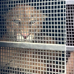 Felino apareceu no Centro da cidade na manhã de sexta-feira (2); Profissionais vão avaliar se animal poderá ser reintegrado à natureza