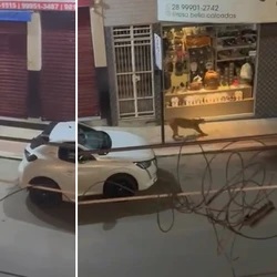 Animal foi visto por volta das 5h no Centro da cidade e teria entrado na garagem de um imóvel, na manhã  desta sexta-feira (2); local foi  isolado