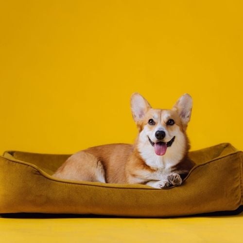 Imagem - 7 tipos de camas para cachorro 