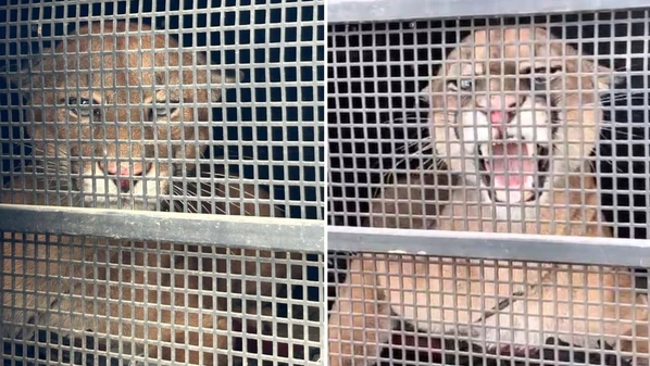 Felino apareceu no Centro da cidade na manhã de sexta-feira (2); Profissionais vão avaliar se animal poderá ser reintegrado à natureza
