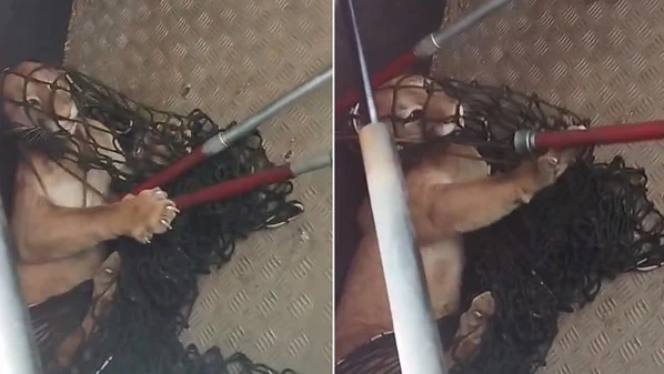Animal foi contido na garagem de uma residência quase três horas após ser flagrado andando na cidade, na manhã de sexta-feira (2)