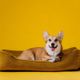 Veja modelos ideais para garantir conforto e bem-estar para cães de todos os portes e necessidades 