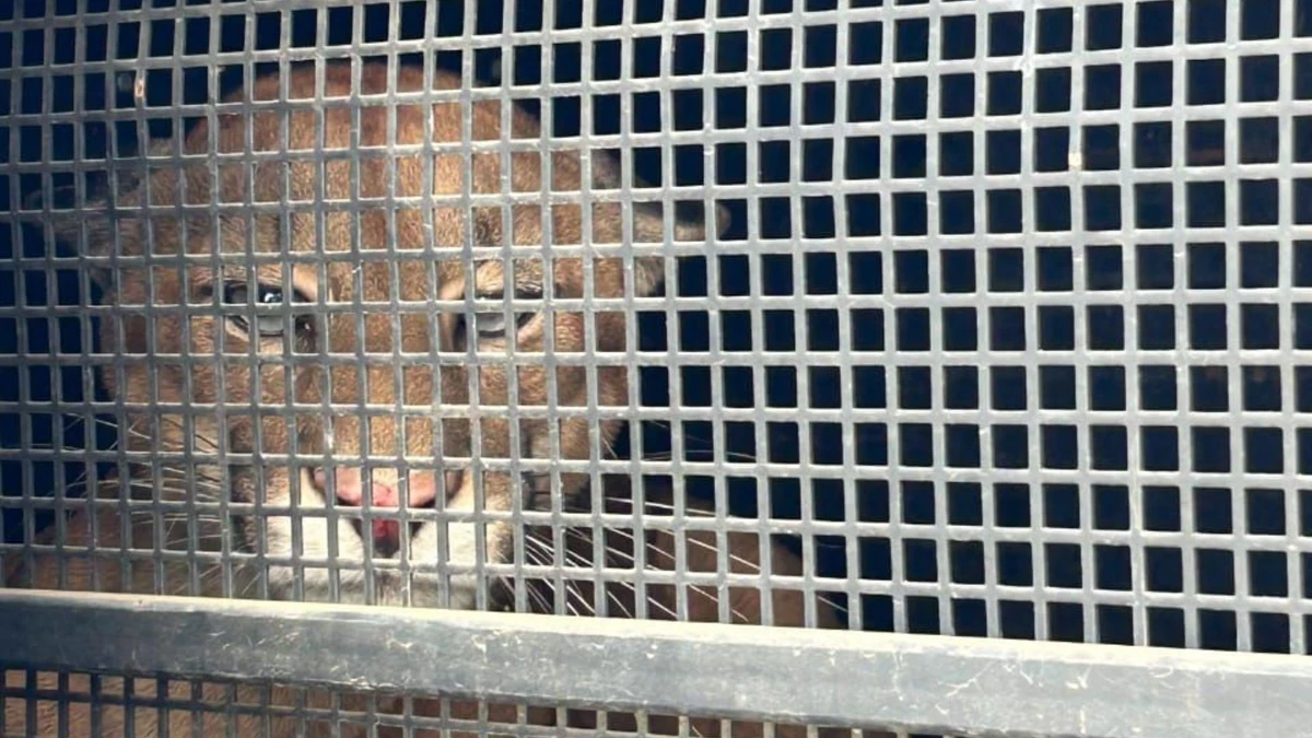 Onça-parda foi capturada após ser avistada no Centro de Iconha