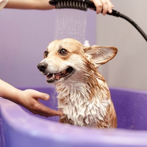Imagem - 8 sinais que indicam que o cachorro precisa de banho 