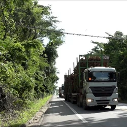 Segundo pesquisadores, cerca de 90 animais morrem diariamente no trecho de apenas 12 km que corta a Reserva Biológica (REBio) de Sooretama