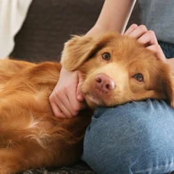 Cães treinados levam amor, acolhimento e desenvolvimento em visitas a escolas, hospitais e orfanatos