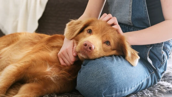 Cães treinados levam amor, acolhimento e desenvolvimento em visitas a escolas, hospitais e orfanatos