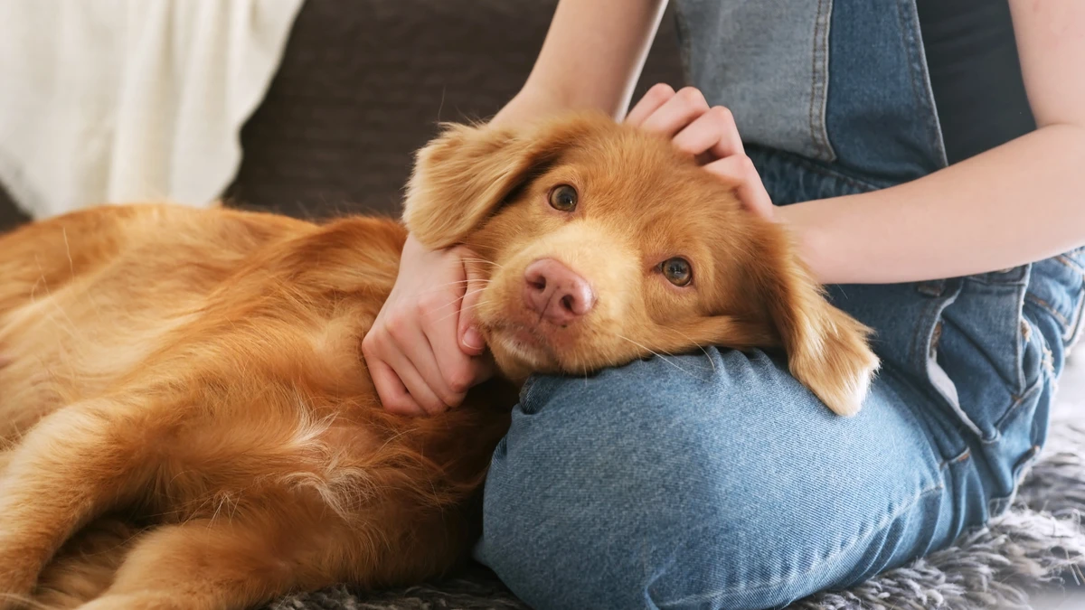 Cachorro e criança
