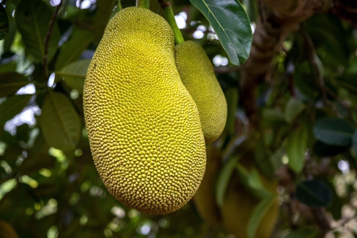A jaca é rica em nutrientes que oferecem uma variedade de benefícios para à saúde (Imagem: Prokop Harazim | Shutterstock) 