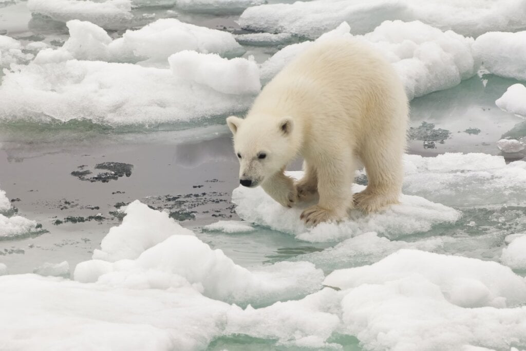 Os ursos-polares conseguem detectar o cheiro de uma foca a cerca de 1,5 km de distância (Imagem: GTW | Shutterstock) 