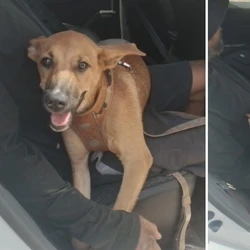 O cão de apenas quatro meses foi atendido por médica veterinária após ser atingido por na Ponte da Passagem; o motorista do veículo deu R$ 50 ao tutor do animal e deixou o local