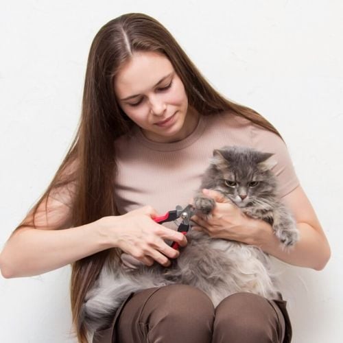 Imagem - 8 cuidados importantes com as unhas dos gatos