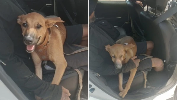 O cão de apenas quatro meses foi atendido por médica veterinária após ser atingido por na Ponte da Passagem; o motorista do veículo deu R$ 50 ao tutor do animal e deixou o local