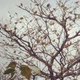 Imagem - Moradora denuncia envenenamento de pássaros em Cachoeiro de Itapemirim