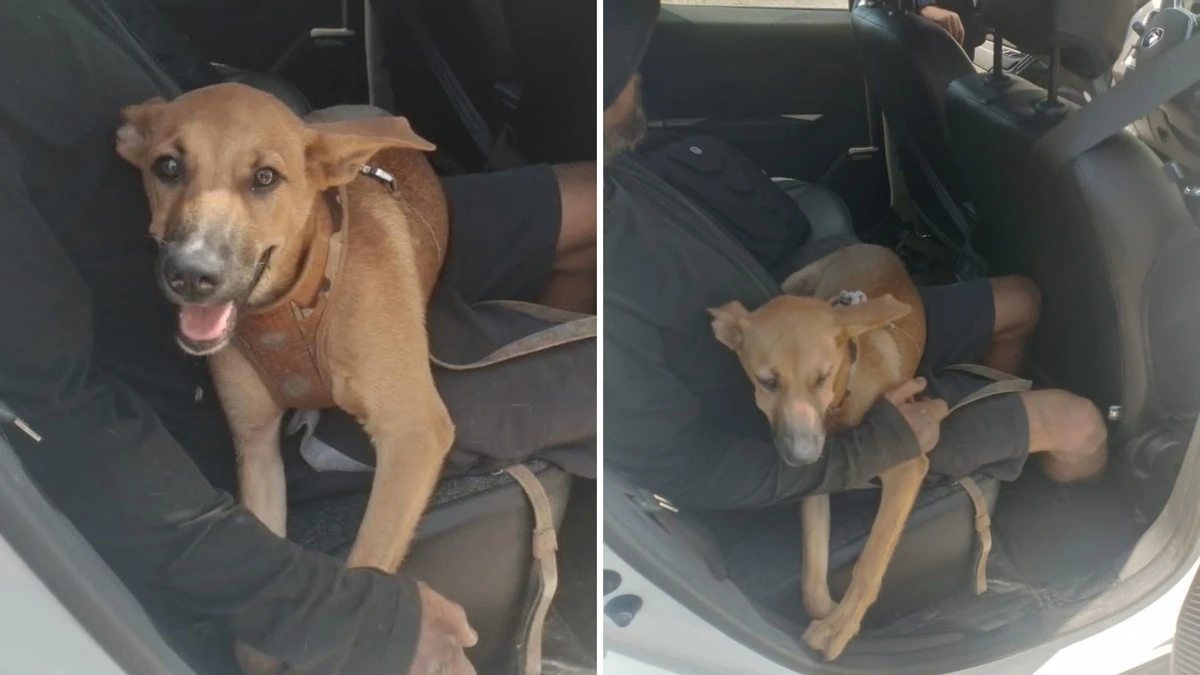 Cãozinho de 4 meses é resgatado após ser atropelado por caminhonete