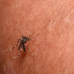 Cidade já contabiliza mais de 90 casos confirmados neste ano, conforme dados do início de abril, e teve um grande aumento nas últimas semanas
