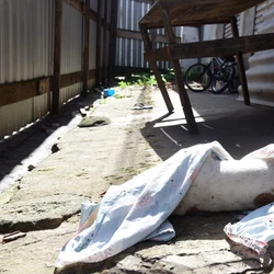 Animais estavam sob cuidados de uma família e delegado acionou a PF para investigar possível redução à condição análoga à escravidão