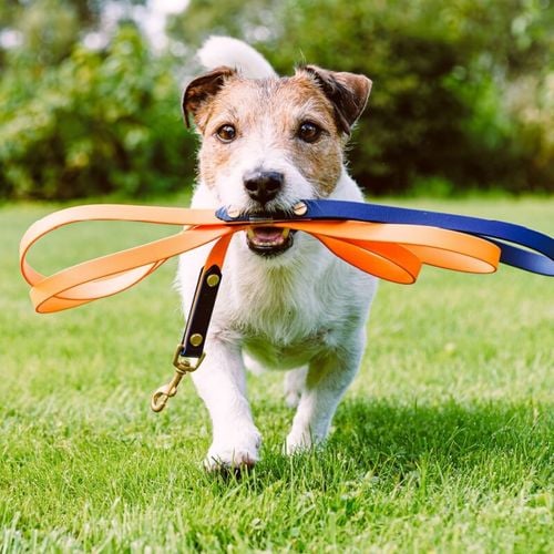 Imagem - 9 motivos para manter o cão na coleira e guia em passeios 