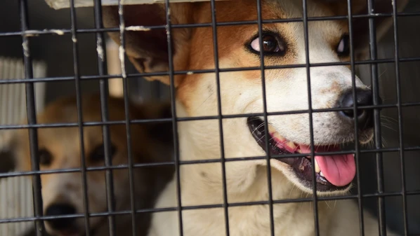 A Gazeta - fm3pnezvo