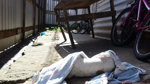 Animais estavam sob cuidados de uma família e delegado acionou a PF para investigar possível redução à condição análoga à escravidão