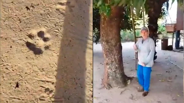 Caseiro teria sido atacado e assassinado por onça no Mato Grosso do Sul