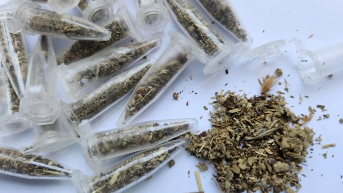Drogas K: imitam efeitos da maconha e são muito mais potentes e perigosas