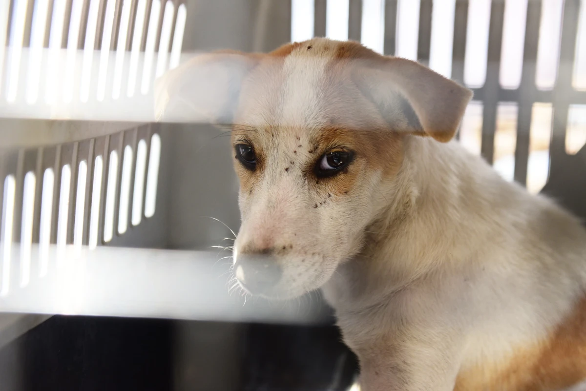Operação da polícia encontra animais em situação de maus-tratos por Ricardo Medeiros