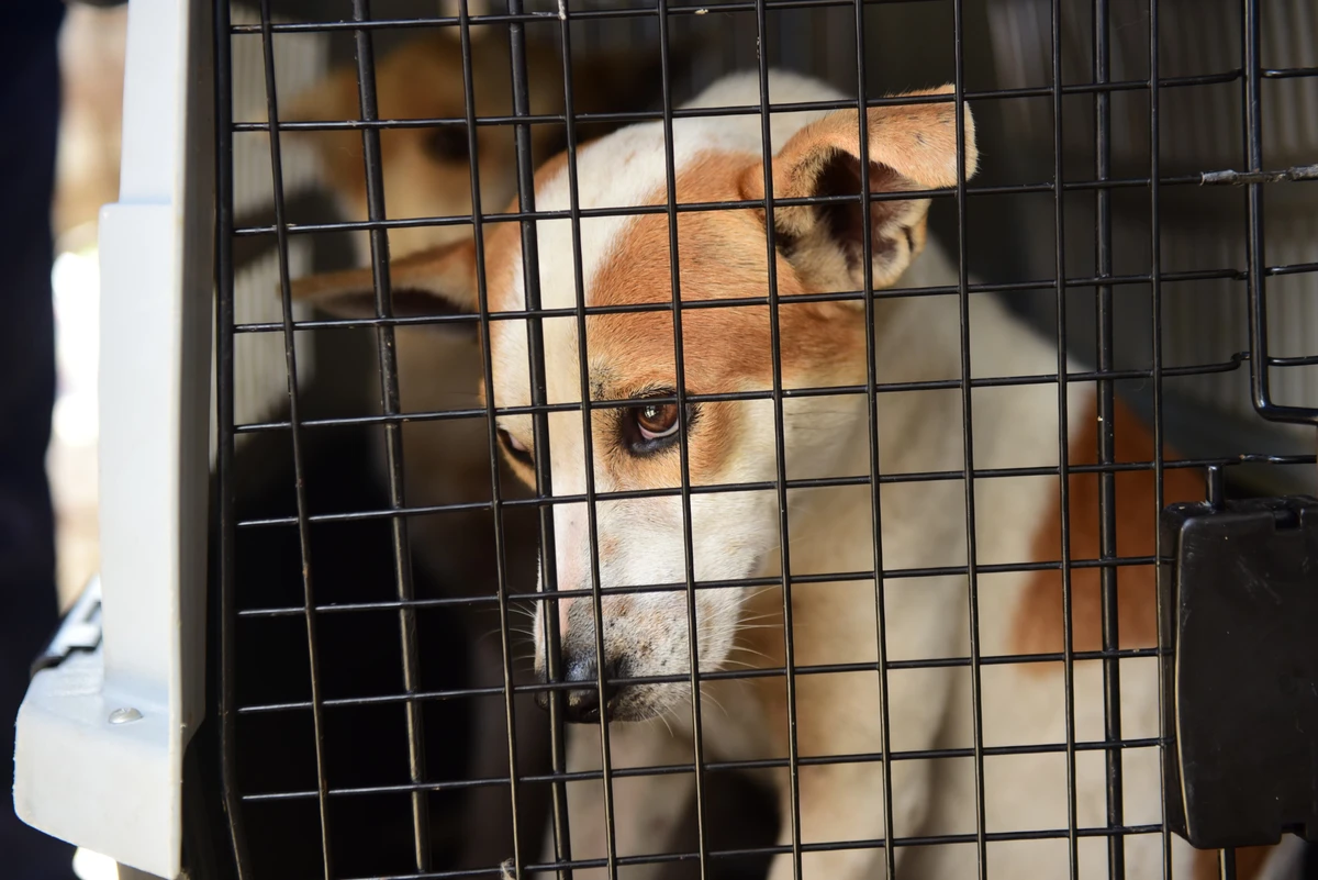 Operação da polícia encontra animais em situação de maus-tratos
