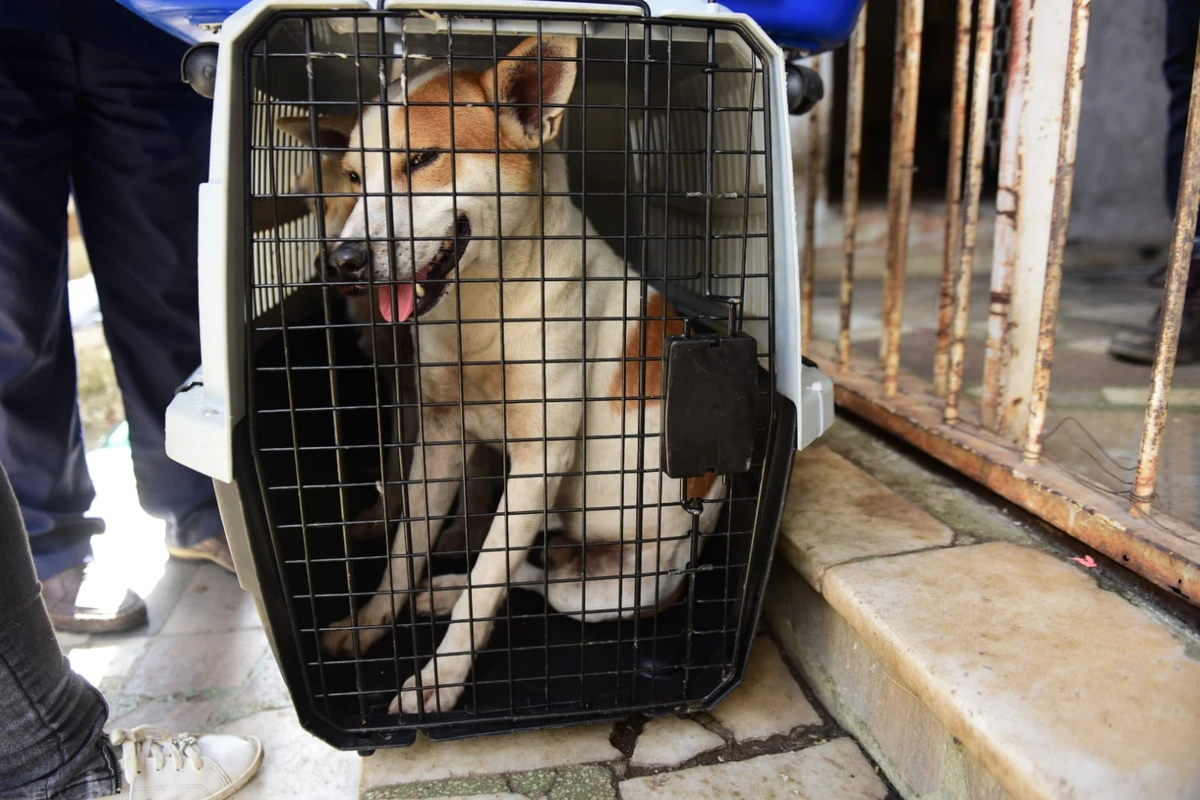 Operação da polícia encontra animais em situação de maus-tratos por Ricardo Medeiros