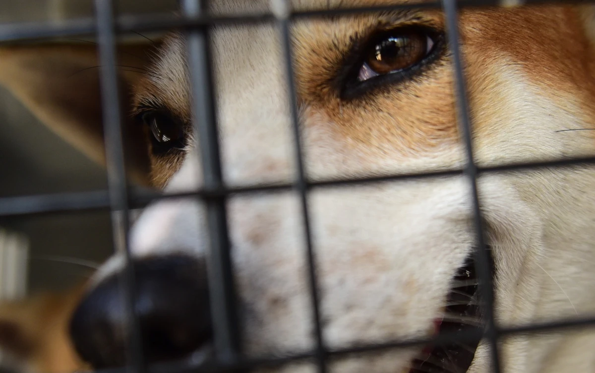 Operação da polícia encontra animais em situação de maus-tratos por Ricardo Medeiros
