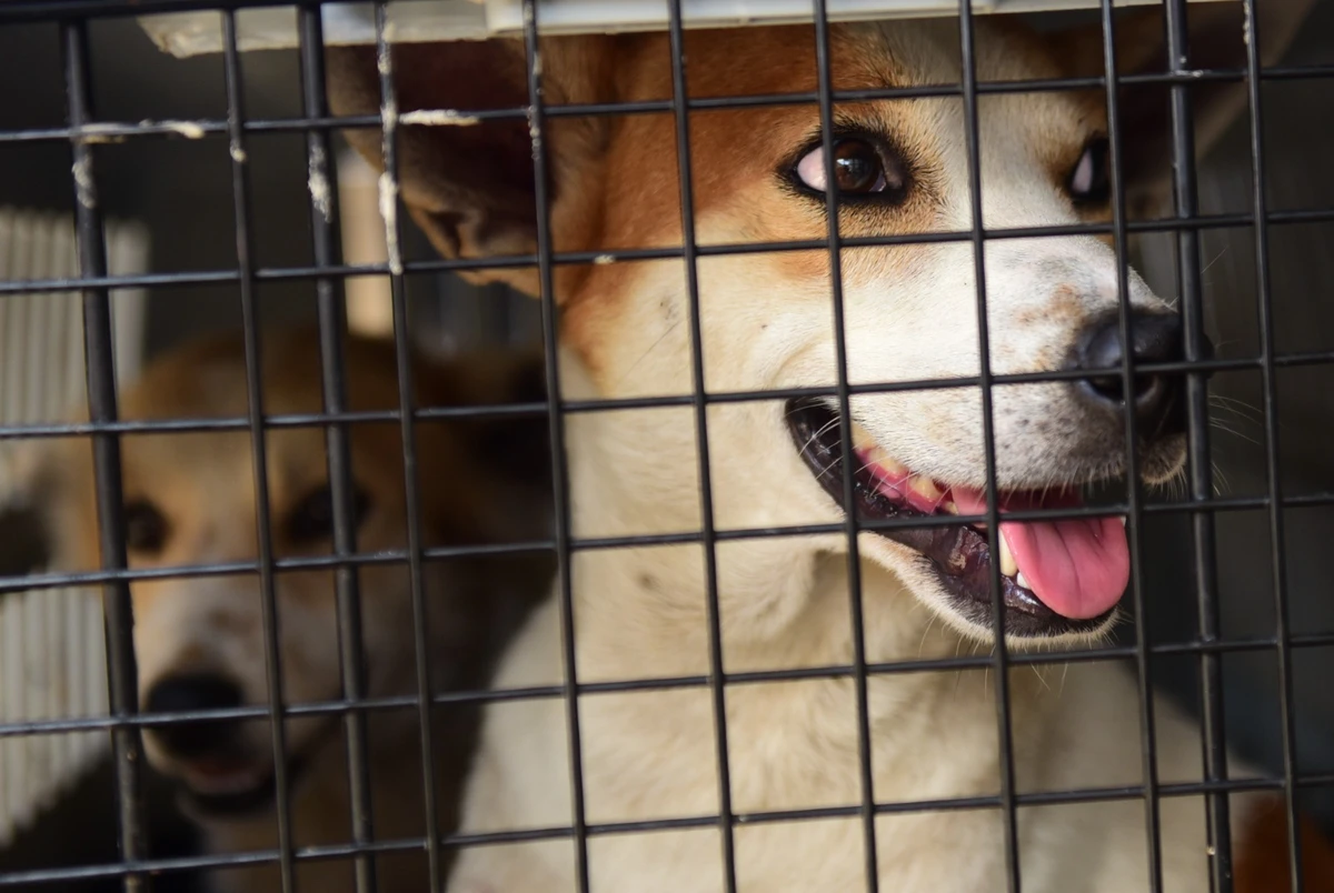 Operação da polícia encontra animais em situação de maus-tratos por Ricardo Medeiros