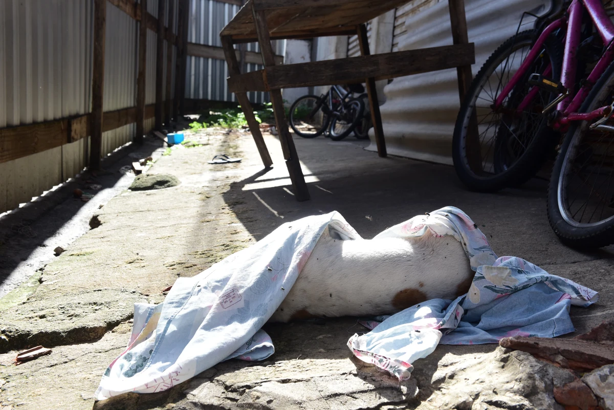 Um dos animais teria morrido de fome e sede no local