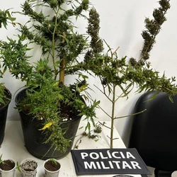 Na varanda da residência do suspeito, no Centro de Guaçuí, no Caparaó, foram encontradas três plantas grandes e seis mudas da planta