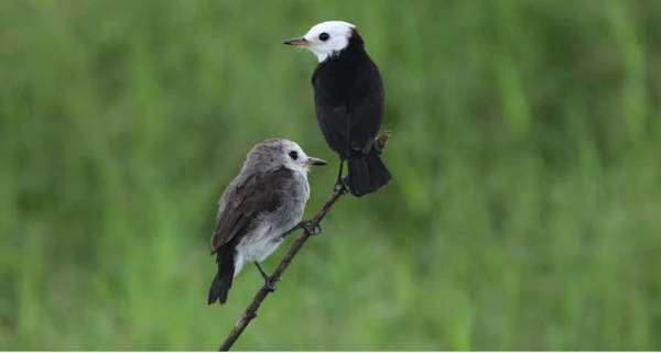 Casal de Feirinha - Observação de aves no ES
