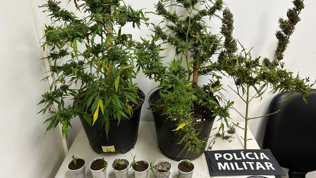 Três plantas grandes e seis mudas foram apreendidas em Guaçuí