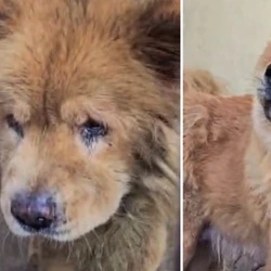 Os animais estavam em condições precárias, sem higiene, alimentação adequada e a presença de um tutor