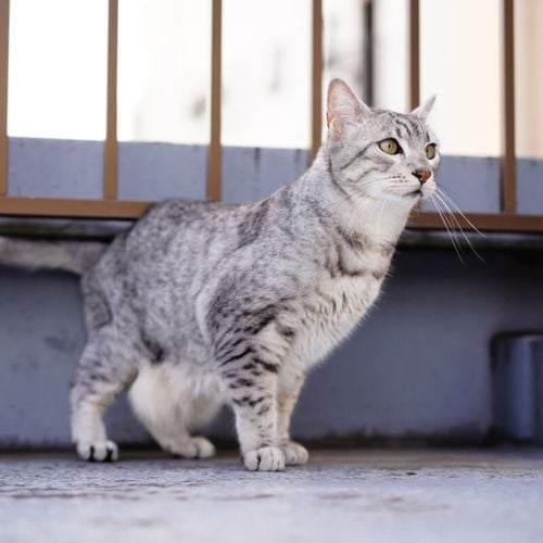 Imagem - 4 características do gato da raça mau egípcio 