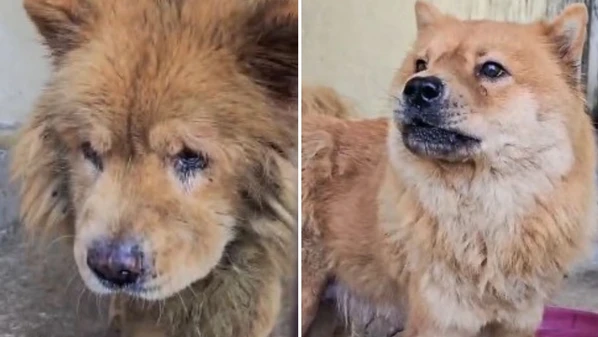 Os animais estavam em condições precárias, sem higiene, alimentação adequada e a presença de um tutor