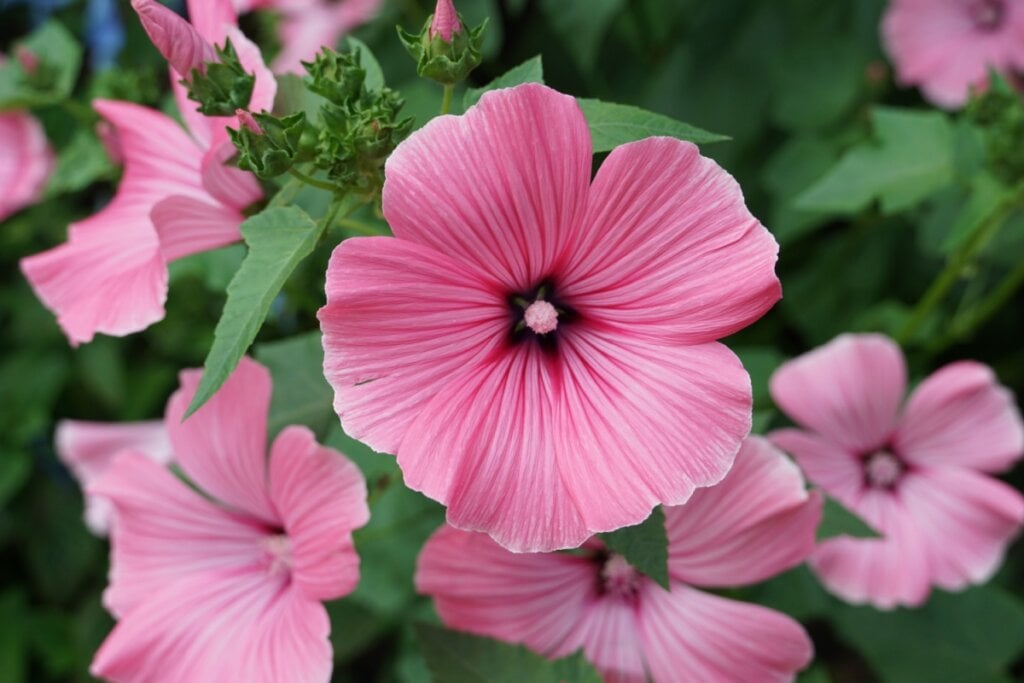 A lavatera é uma planta de fácil cultivo para o jardim (Imagem: Floridafan | Shutterstock)