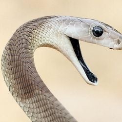Cientistas esperam produzir um antídoto universal com o sangue extraordinário de um homem exposto ao veneno de diferentes espécies de cobras por décadas.