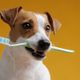 O cuidado com os dentes de cães e gatos é essencial para prevenir doenças