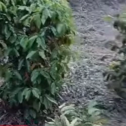 O acidente foi  na Rodovia Pedro Cola, circunstâncias do fato serão apuradas pela Delegacia de Castelo