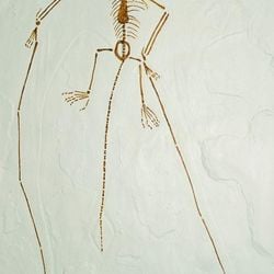 Esses animais viveram na mesma época dos dinossauros e sumiram completamente do mapa por uma conjunção de fatores. Conheça alguns dos fósseis deste grupo que foram descobertos no Brasil e revelam a (pré-)história dessa região do planeta.