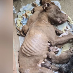 A cachorra foi encontrada amamentando e apresentava quadro grave de desnutrição, além de sintomas de doença do carrapato