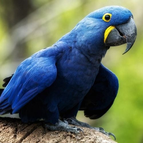 Imagem - 10 curiosidades incríveis sobre a arara-azul